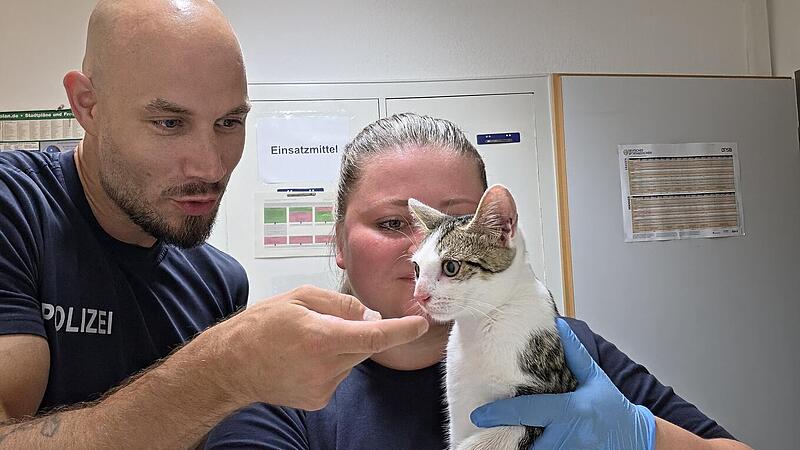 Bamberg: Katze an Bahnhof ausgesetzt - Polizei kümmert sich liebevoll Bamberg: Katze an Bahnhof ausgesetzt - Polizei kümmert sich liebevoll