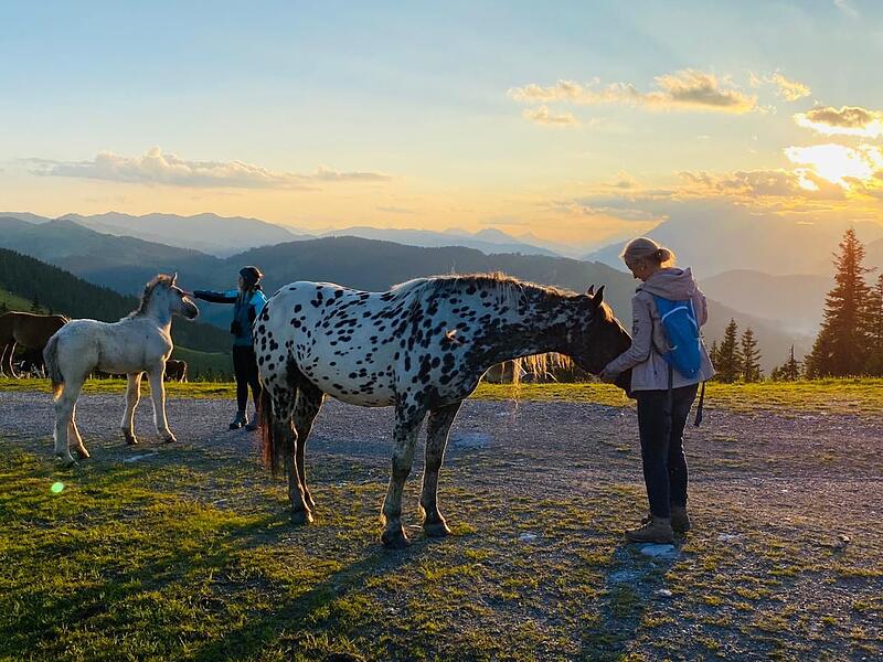 Faszination Berge: So sch&ouml;n ist es auf der Klingelbergalm M&uuml;hlbach