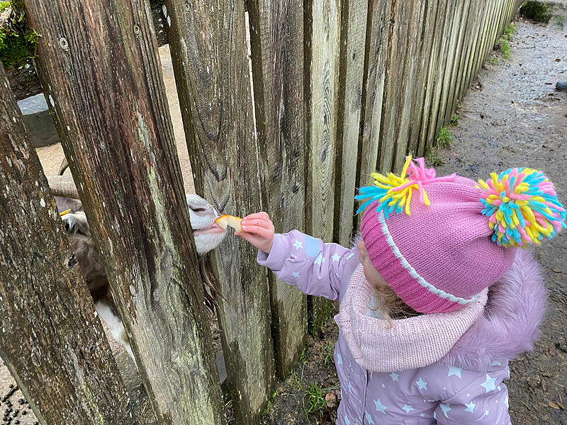 Bei der Bescherung im Wildpark Hundshaupten bekamen die Tiere von Kindern gebastelte Futtergeschenke.