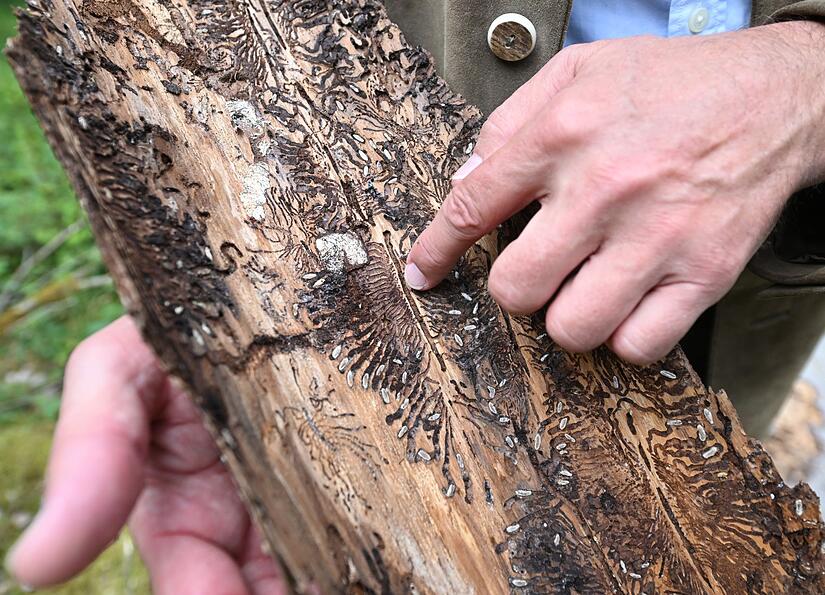 Der Kampf gegen den Käfer