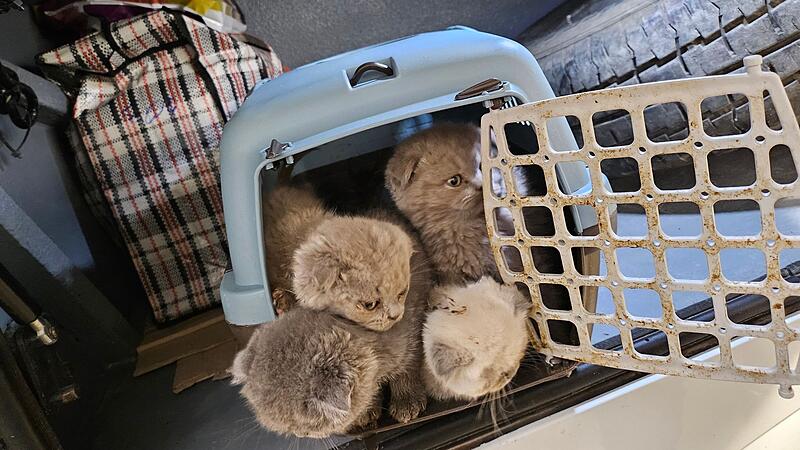 Katzenbabys in Reisebus sichergestellt