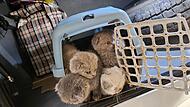 Katzenbabys in Reisebus sichergestellt