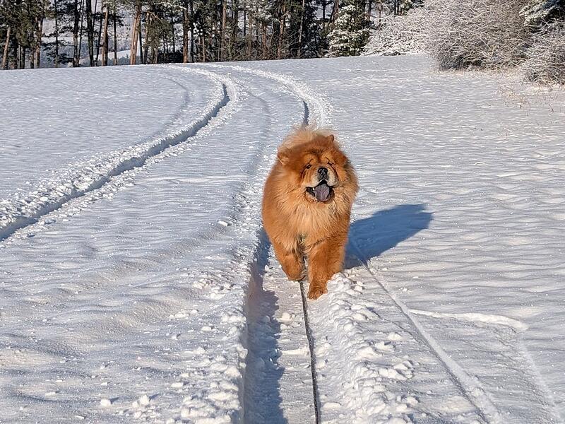 Leserfotos: So sch&ouml;n ist der Frankenwald im SchneeLeserfotos Schnee Januar 2026