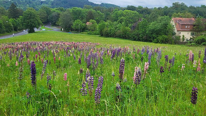 Eine invasive Augenweide aus Lupinen in allen Farben bietet sich gerade auf einer Wiese zwischen Nordring und der Rückseite der Kisssalis in Bad Kissingen.