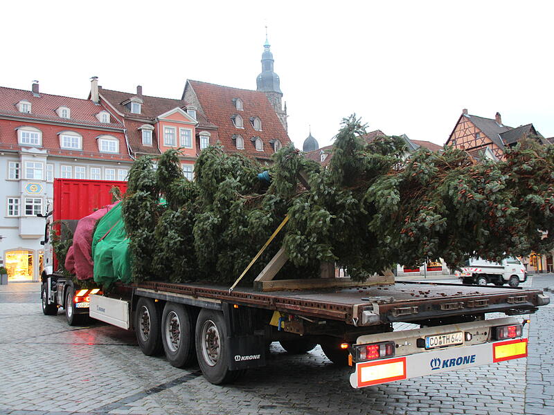 Der Coburger Weihnachtsbaum 2023 ist da