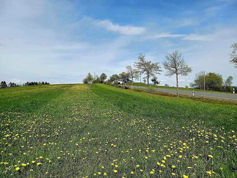 Bildergalerie: Wenn der Kreis Kronach zum Bl&uuml;tenmeer wirdBildergalerie: Wenn der Kreis Kronach zum Bl&uuml;tenmeer wird
