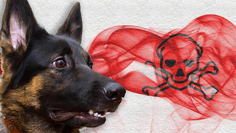 Nachdem ein Hund im Luitpoldpark einen Giftköder gefressen hatte, erlag er nun seinen Symptomen.
