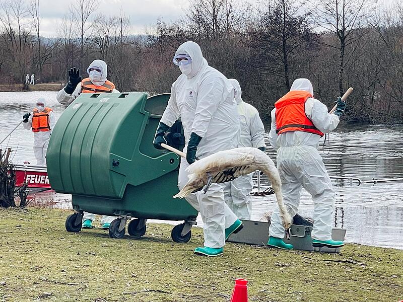 Badesee Rudufer in Michelau von verendeten Wassergefl&uuml;gel ges&auml;ubert