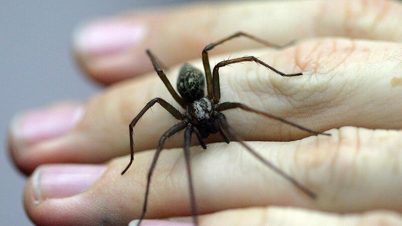 Spinnen kommen in diesen Tagen gerne in die H&auml;user.