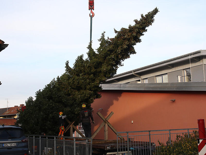Coburg f&auml;llt seinen WeihnachtsbaumCoburg f&auml;llt seinen Weihnachtsbaum