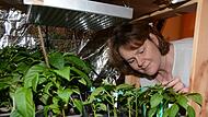 Michaela Dörnhöfer ist zufrieden mit der Entwicklung der Pflanzen.