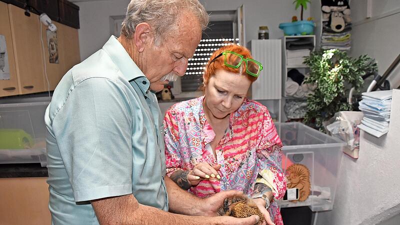 Landtagsabgeordneter Paul Knoblach (Grüne) hält in der Igelpflegestation in Westheim zum ersten Mal einen Igel in den Händen. Stationsleiterin Tanja Heyn erklärt ihm die Besonderheiten der Pflege.