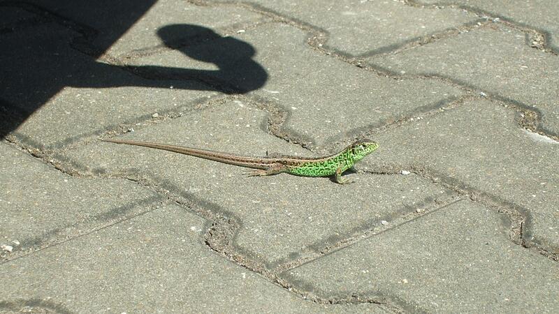 Die Zauneidechse Die Zauneidechse