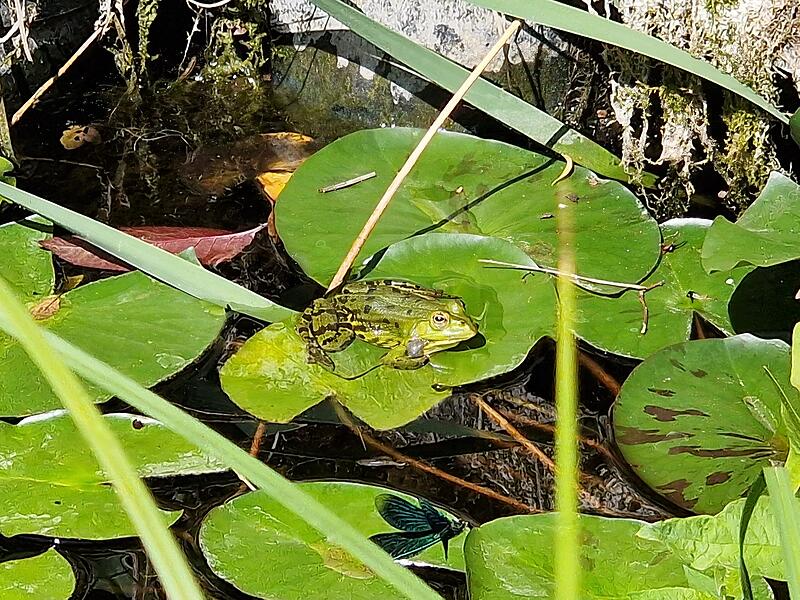 kg-bem-teichfrosch zeidlder
