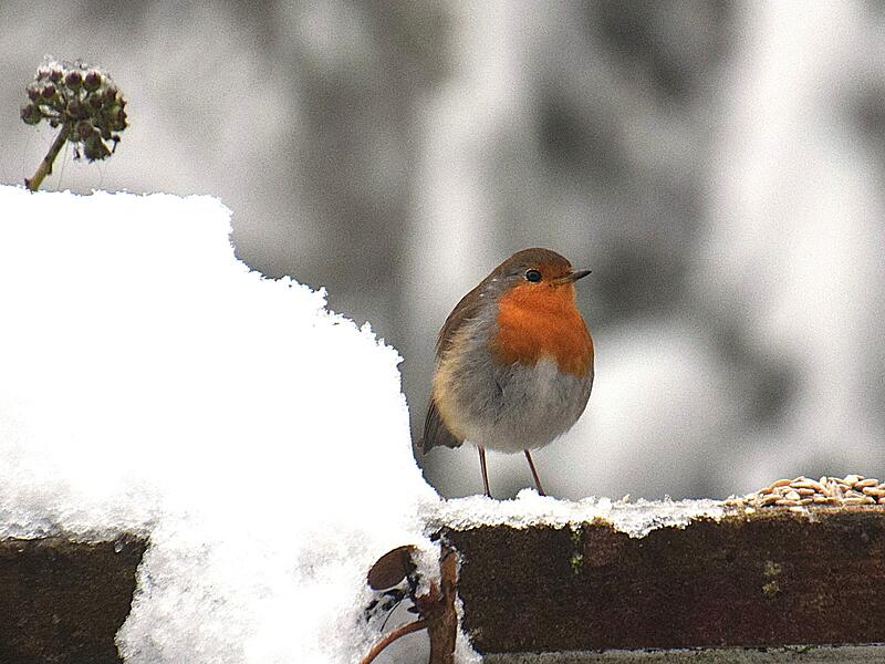 &bdquo;Das Rotkehlchen ist ein t&auml;glicher lieber Besucher das auf rufen kommt.&ldquo;