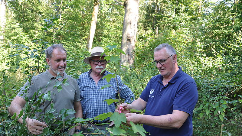 Waldbegang Sulzthal Waldbegang Sulzthal