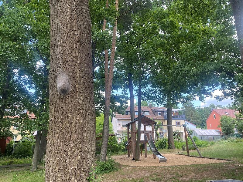 Nest eines Eichenprozessionsspinners
