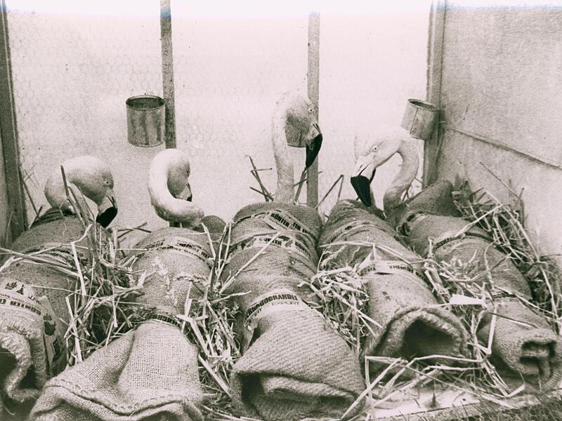 In Sackleinen waren die ersten Flamingos angekommen. In Sackleinen waren die ersten Flamingos angekommen.