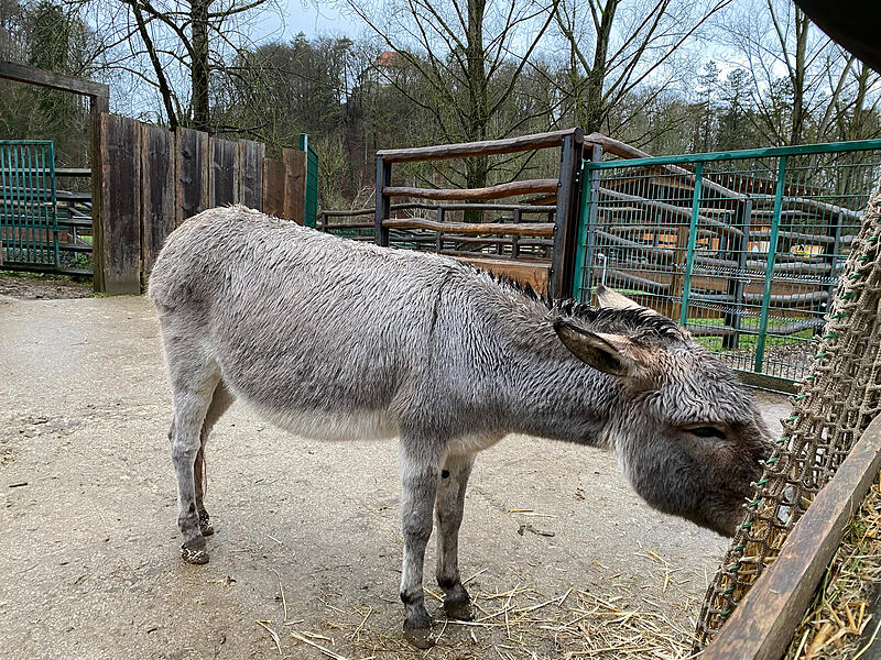 Bei der Bescherung im Wildpark Hundshaupten bekamen die Tiere von Kindern gebastelte Futtergeschenke.