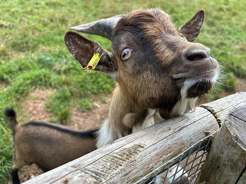 Ein Besuch im Wildpark Tambach im Landkreis Coburg
