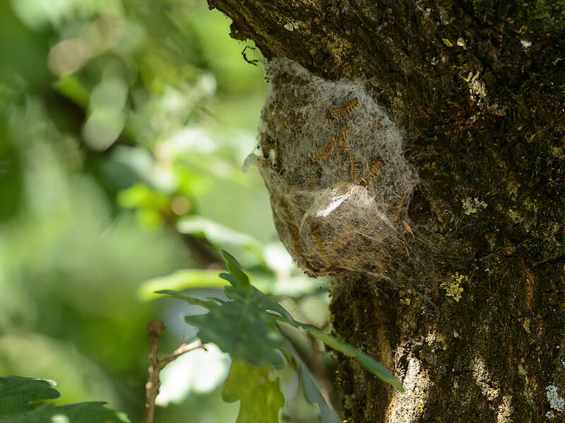 Die Raupen des Eichenprozessionsspinners sind besonders in Bayern ein Problem. An B&auml;umen erkennt man die Insekten an ihren charakteristischen Nestern (Symbolbild).