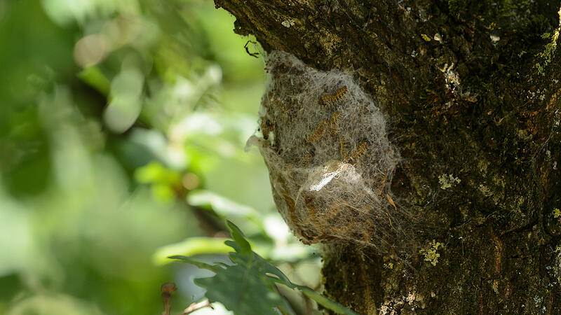 Die Raupen des Eichenprozessionsspinners sind besonders in Bayern ein Problem. An B&auml;umen erkennt man die Insekten an ihren charakteristischen Nestern (Symbolbild).