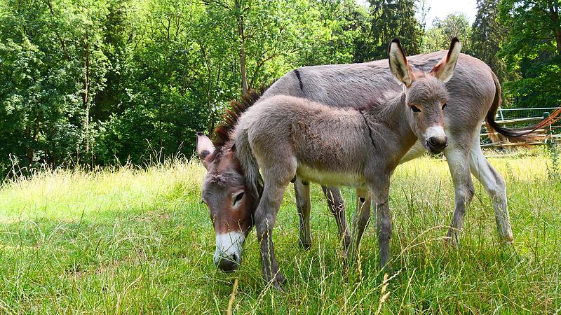 Der Rundweg im Wildpark Hundshaupten in der Fr&auml;nkischen Schweiz soll barrierefrei ausgebaut werden. Daf&uuml;r gib es nun eine F&ouml;rderung vom Freistaat.Forchheim & Fr&auml;nkische Schweiz