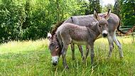 Der Rundweg im Wildpark Hundshaupten in der Fr&auml;nkischen Schweiz soll barrierefrei ausgebaut werden. Daf&uuml;r gib es nun eine F&ouml;rderung vom Freistaat.Forchheim & Fr&auml;nkische Schweiz