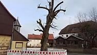 Die Gemeinde Wiesenttal hat inzwischen aus Sicherheitsgr&uuml;nden die Linde in Birkenreuth abgesperrt.Forchheim & Fr&auml;nkische Schweiz