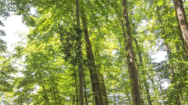 Die FT-Datenauswertung zeigt, welche Kommune im Landkreis die meisten Gr&uuml;nfl&auml;chen besitzt. Die Unterschiede sind gro&szlig;, vor allem fr&auml;nkischen St&auml;dten stellt Stadtplaner Franz Ullrich ein schlechtes Zeugnis aus.Forchheim & Fr&auml;nkische Schweiz
