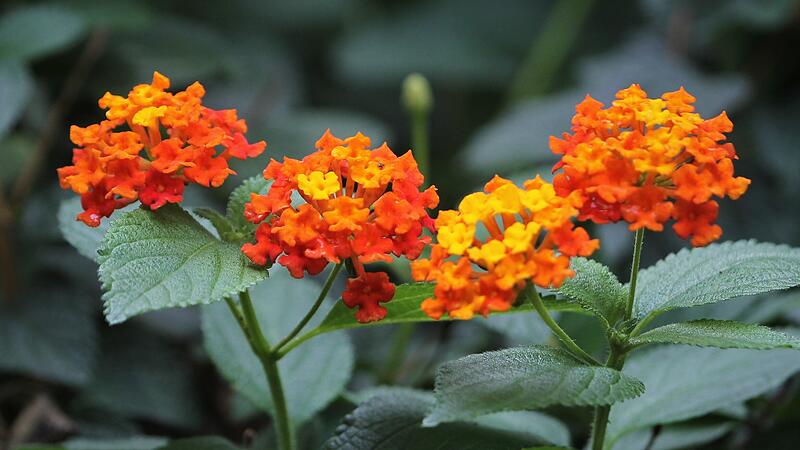 Pause f&uuml;r die Wandelr&ouml;schen