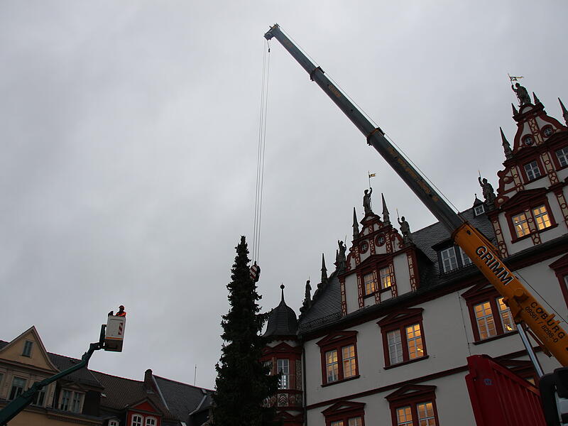 Der Coburger Weihnachtsbaum 2023 ist da