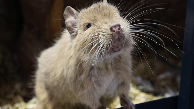 Degu-Tiere suchen ein neues Zuhause