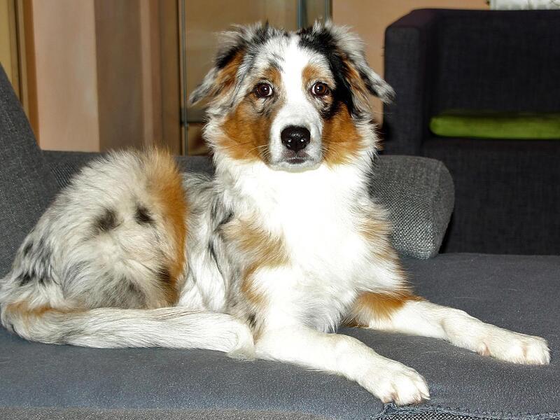 Ellys Ausbildung zum Assistenzhund soll bald beginnen.