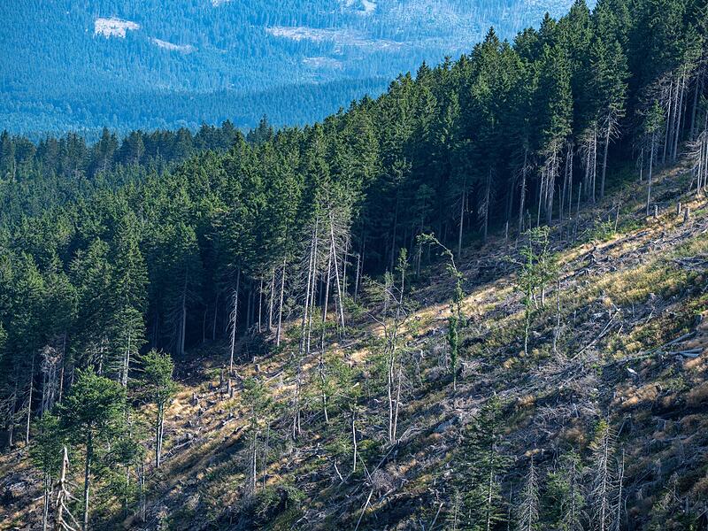 Borkenkäferbekämpfung im Bayerischen Wald