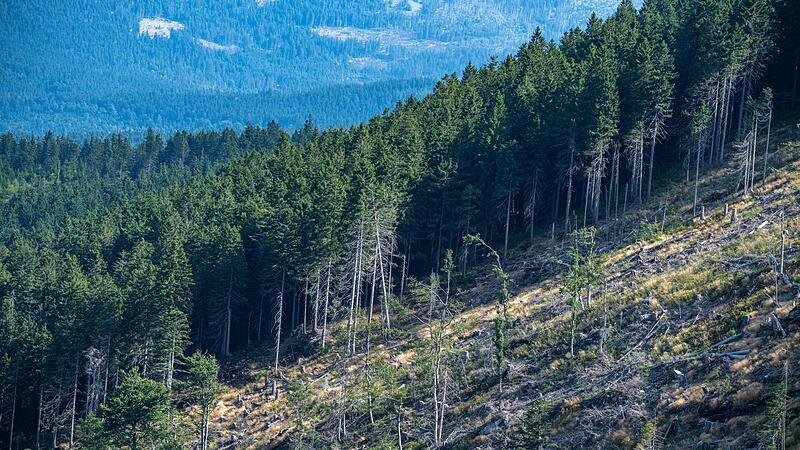 Borkenkäferbekämpfung im Bayerischen Wald