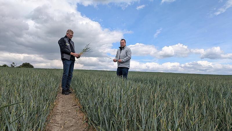 Trockenheit Landwirtschaft
