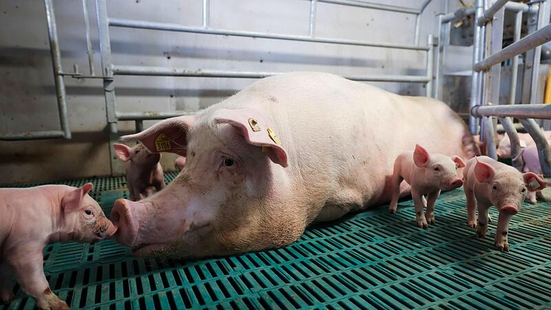 Eine Muttersau liegt mit ihren Ferkeln in einer Bewegungsbucht in einem Stall des Lehr- und Versuchszentrum Futterkamp der Landwirtschaftskammer Schleswig-Holstein.