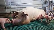 Eine Muttersau liegt mit ihren Ferkeln in einer Bewegungsbucht in einem Stall des Lehr- und Versuchszentrum Futterkamp der Landwirtschaftskammer Schleswig-Holstein.