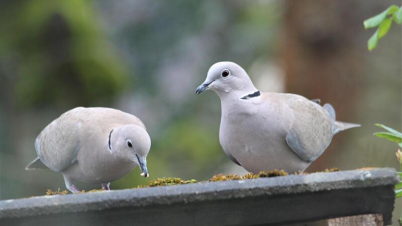 Die T&uuml;rkentauben haben ihre anf&auml;ngliche Scheu vor Menschen verloren und sind schon fast zu Haustieren geworden. Sie erscheinen meistens als Paar, das liebevoll miteinander umgeht.