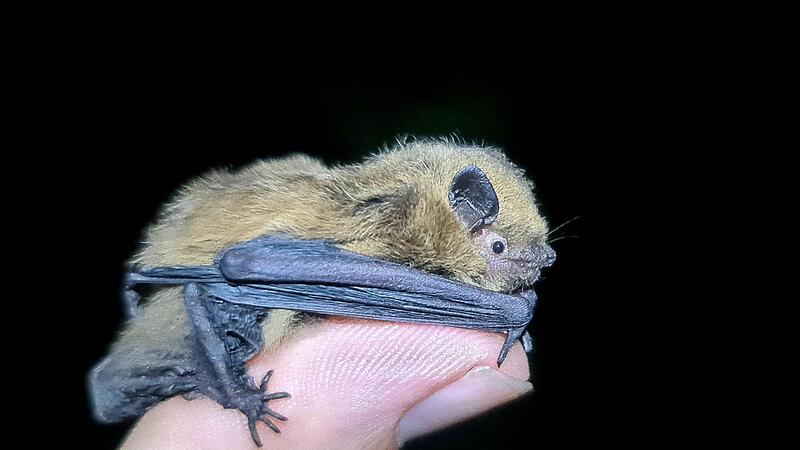 Die Zwergfledermaus wird nur 5,1 cm groß, hat jedoch eine Flügelspannweite von bis zu 25 cm.Forchheim & Fränkische Schweiz Die Zwergfledermaus wird nur 5,1 cm groß, hat jedoch eine Flügelspannweite von bis zu 25 cm.Forchheim & Fränkische Schweiz
