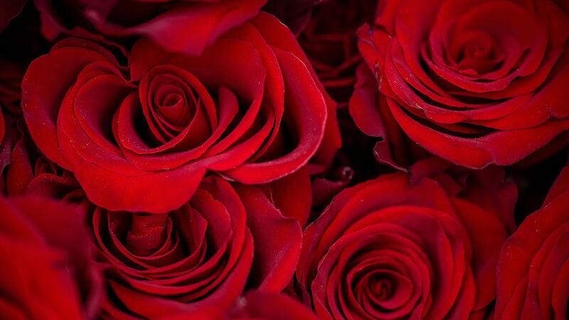 Vor dem Valentinstag - Rote Rosen