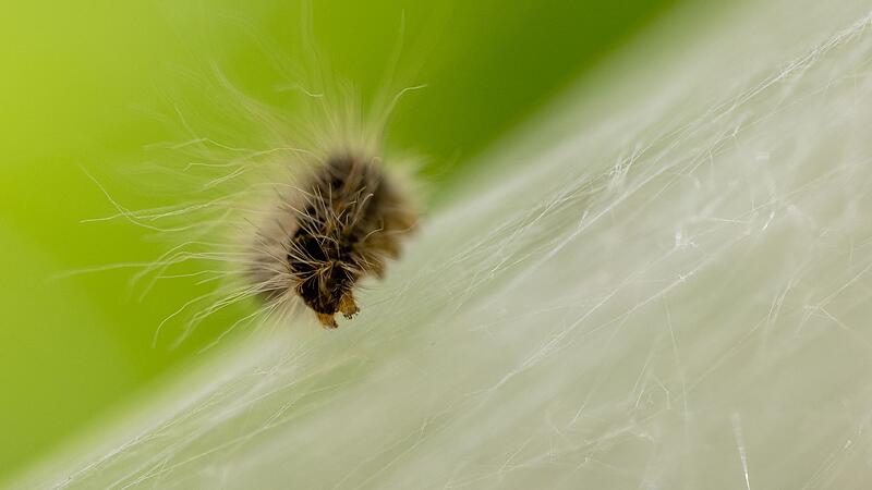 Eichenprozessionsspinner