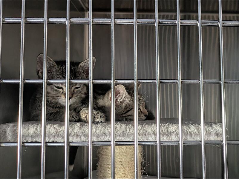 Fast jeder Käfig in der Krankenstation ist mit Katzenbabys belegt.