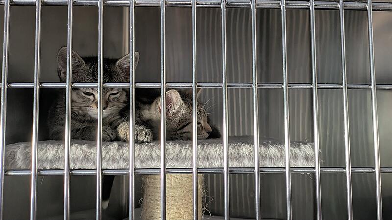 Fast jeder K&auml;fig in der Krankenstation ist mit Katzenbabys belegt.