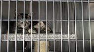 Fast jeder Käfig in der Krankenstation ist mit Katzenbabys belegt.
