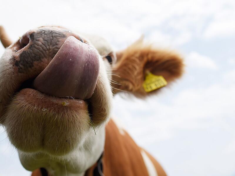 Eine Kuh auf der Alm Eine Kuh auf der Alm