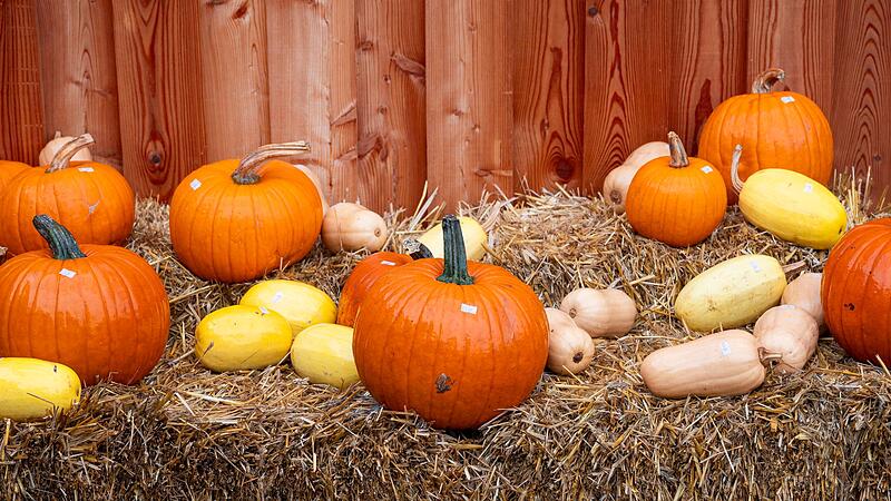 Kürbisse aus Franken Kürbisse aus Franken