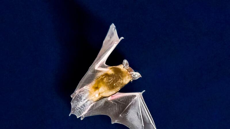 Fledermaus Fledermaus
