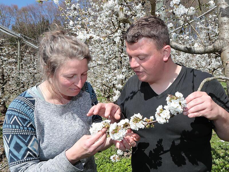 Sie behalten die Kirschbl&uuml;ten und deren Entwicklung im Blick: Miriam Flemming und Elias Schmitt vom Obstinformationszentrum Fr&auml;nkische Schweiz.Forchheim & Fr&auml;nkische Schweiz